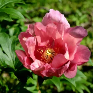 Strawberry Creme Brulee